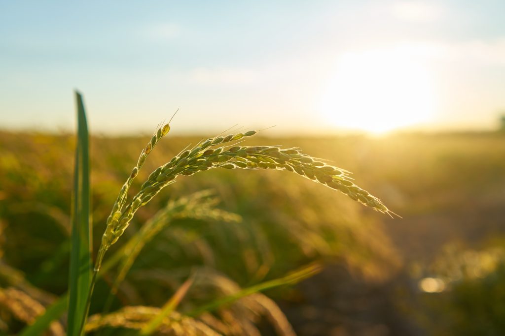 Aplicación de extractos vegetales en agricultura para cultivos sostenibles y productivos
